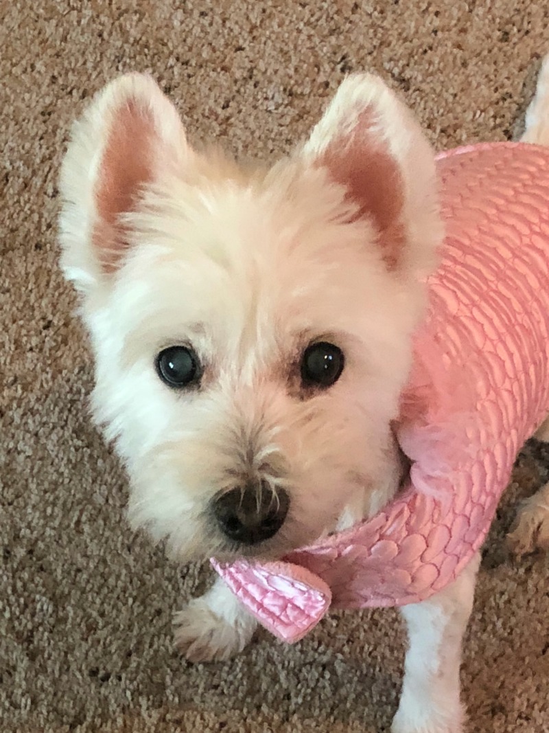 Westhighland White Terrier (Westie) dog in a pink coat with beige carpet in the background.