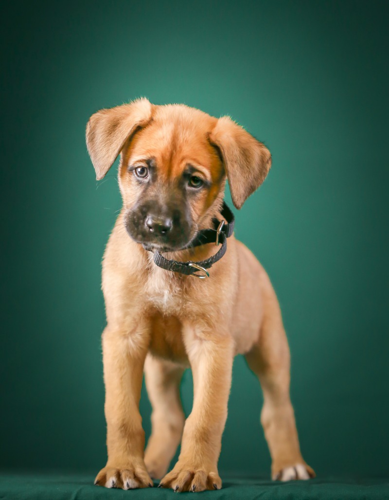 Boxer shepherd puppy with a black collar and a teal background.