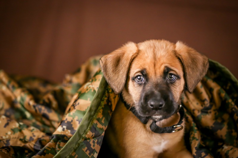 Boxer shepherd puppy under a camouflage blanket and a brown background. 