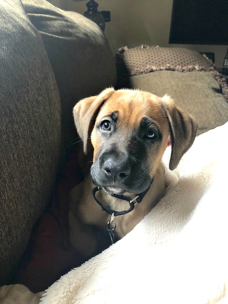 Boxer shepherd puppy on a brown sofa with a black collar and white blanket.