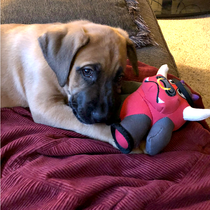 Boxer shepherd puppy laying on a brown couch with a red blanket and red bull dog toy.
