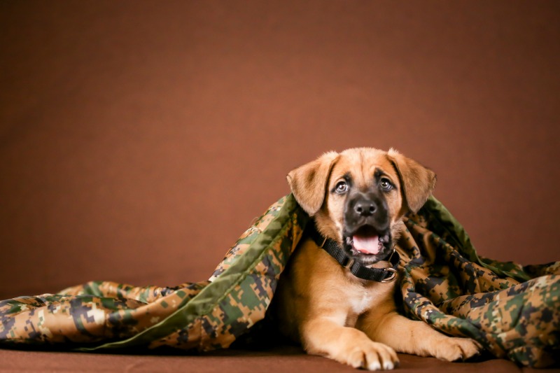 Boxer shepherd puppy yawning under a camouflage blanket and a brown background. 